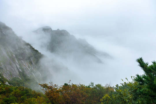 高山云雾