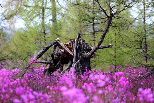 杜鹃花