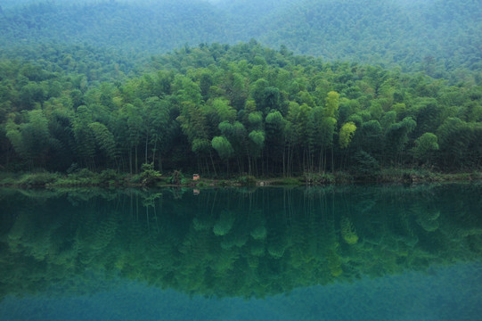 竹林风景