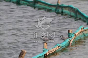 须浮鸥