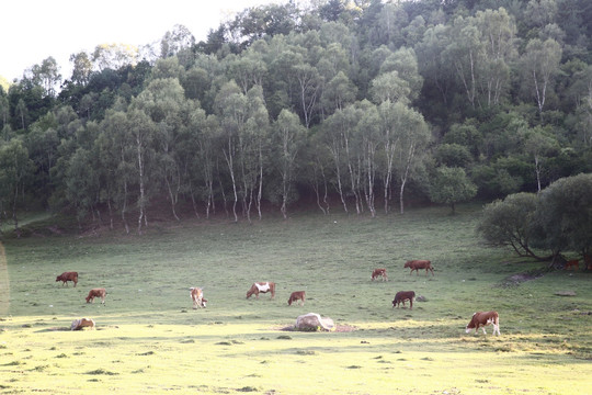 关山牧场