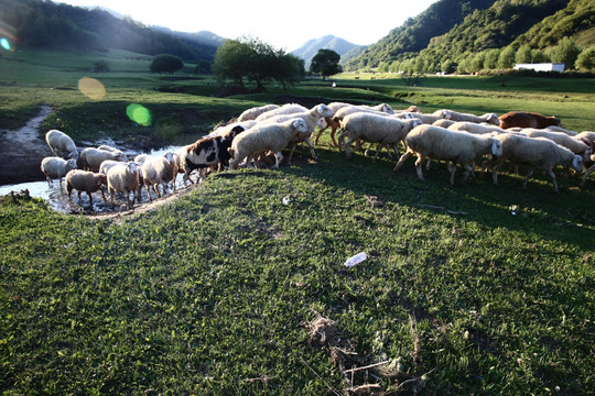 关山牧场