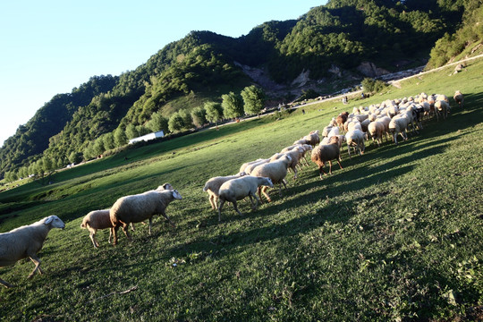 关山牧场