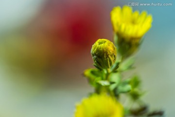 山菊花