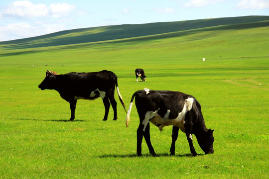 夏季草原上的奶牛