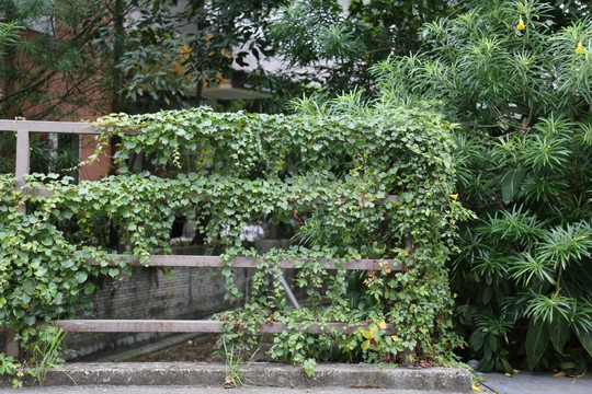 藤蔓植物