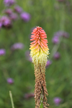 鲜花