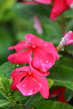 鲜花