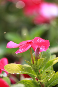 盛开的花朵