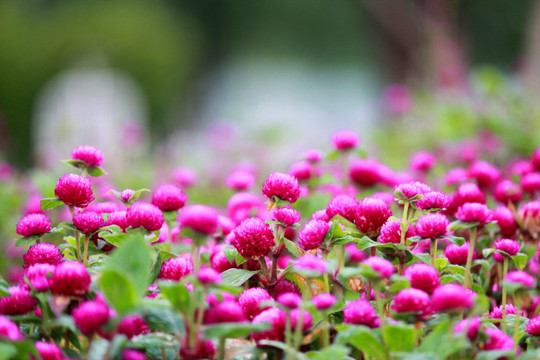 雨后花丛