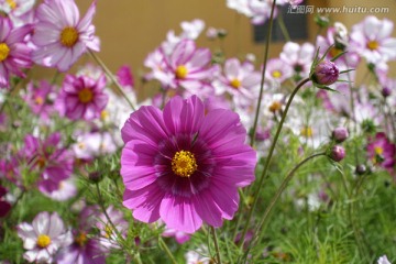 格桑花