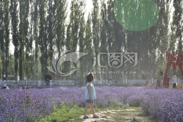 紫海花仙子