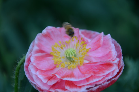 虞美人 花蕾 小蜜蜂
