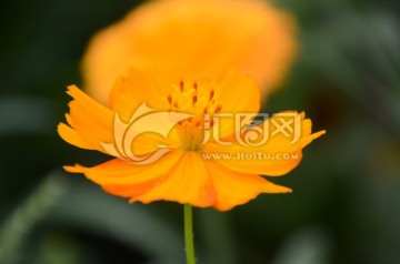 菊
