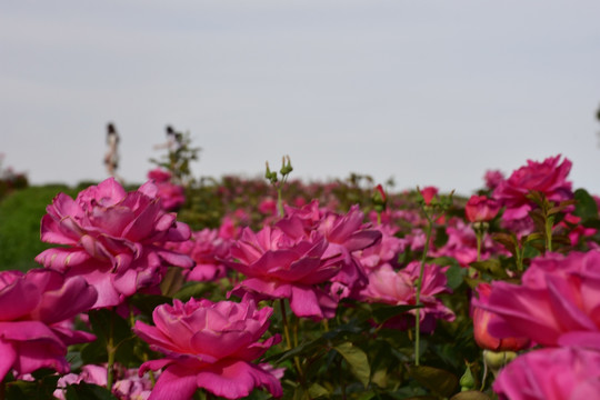 玫瑰花田 田园香村