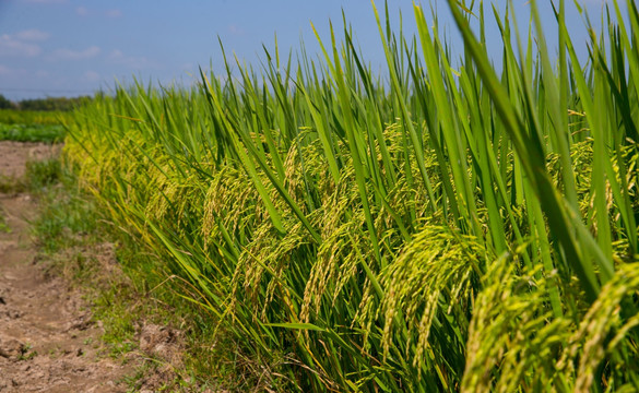 水稻 稻谷 稻田