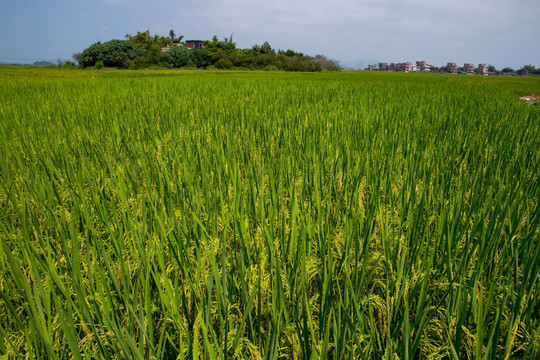 水稻 稻谷 稻田