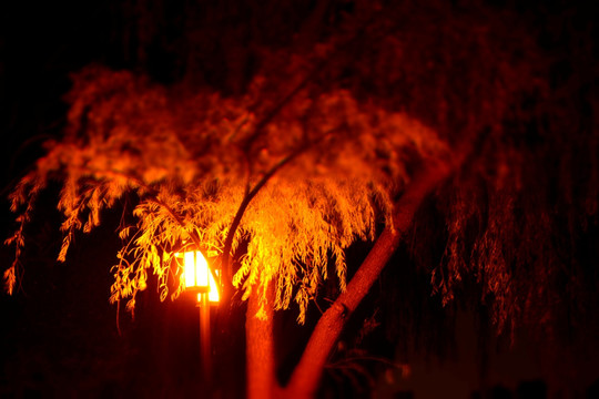 树与灯