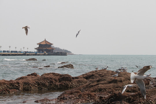 栈桥 海鸥 青岛 海边