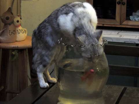 猫和鱼缸
