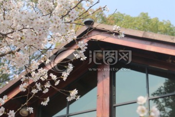 东湖樱花