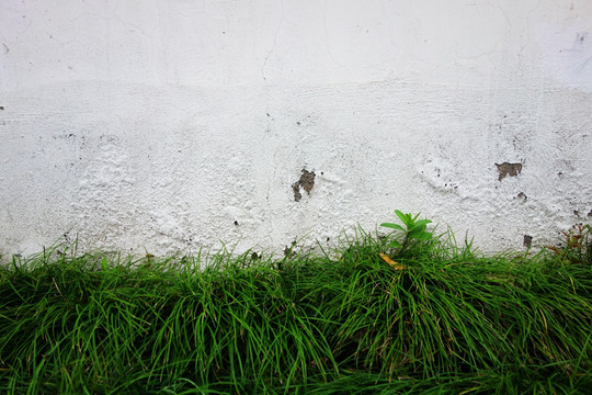 植物水泥墙