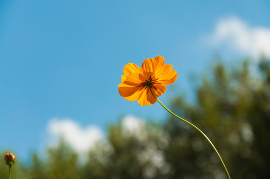 一支格桑花