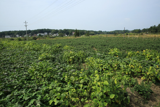 红薯地 红苕地 农作物 庄稼