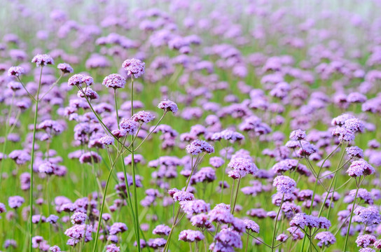 紫色马鞭草花海