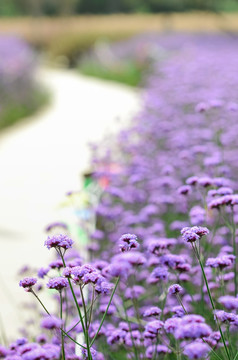 紫色马鞭草花径