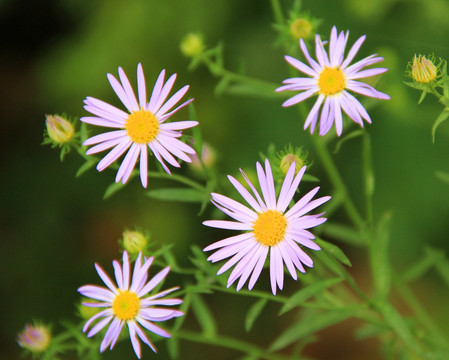 鲜花