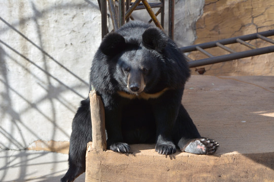 坐着的大黑熊