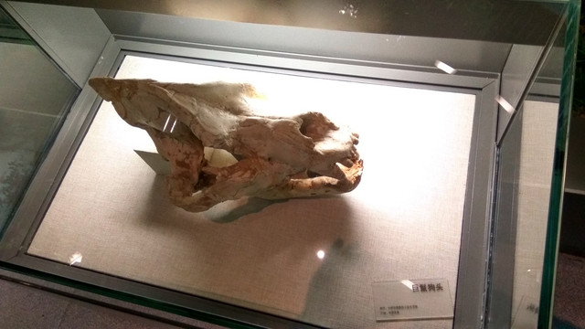 剑齿虎头骨化石