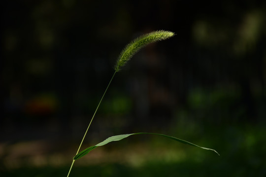 森林与狗尾草