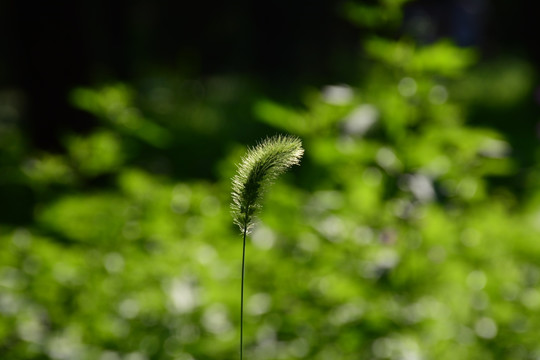 森林与狗尾草