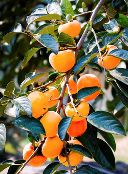 柿子树 甜柿子 日本甜柿