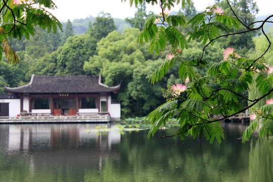 杭州西湖花港观鱼合欢花