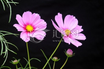 波斯菊