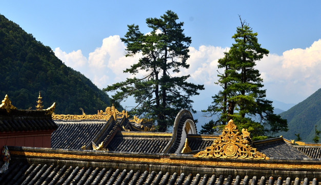 灵山寺 古树