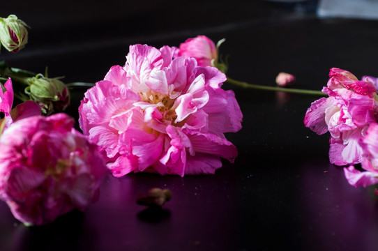 芙蓉花