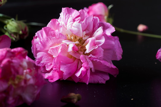 芙蓉花