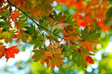 红叶 秋天的颜色