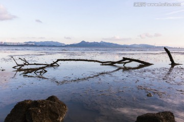 海中的枯树枝