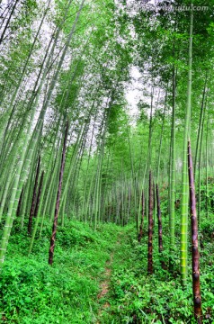 深山竹林