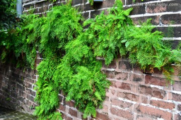砖墙 青草