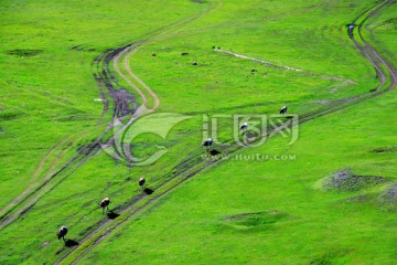 夏季草原牛群弯曲的路