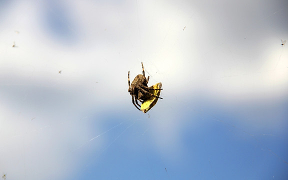 蛛网上的蜘蛛