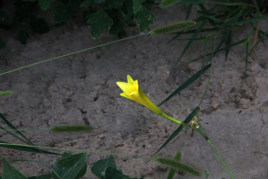 黄河边 小黄花