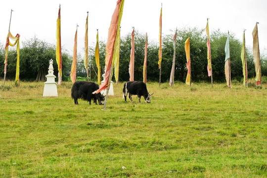 藏区风光 牦牛