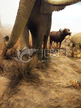 非洲大象腿边的野牛